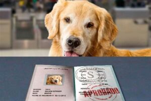 Pasaporte para Perros Estados Unidos